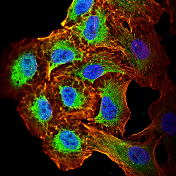 DLL4 Antibody