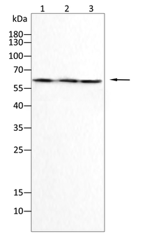DLL4 Antibody