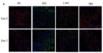IDO1 Antibody