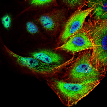 IDO1 Antibody