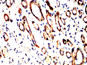 FOXO1 Antibody