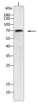 FOXO1 Antibody