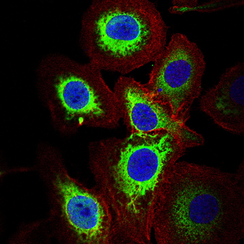 SOX10 Antibody
