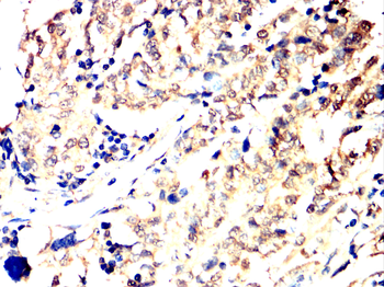 SOX10 Antibody