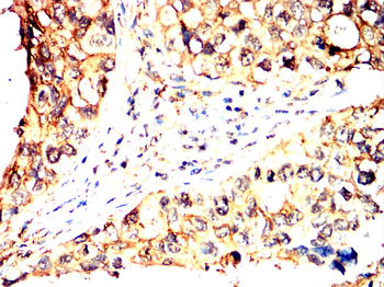 SOX10 Antibody