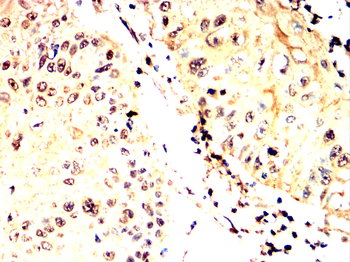 SOX10 Antibody