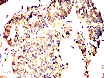 SOX10 Antibody