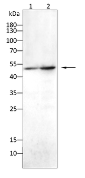 SOX10 Antibody