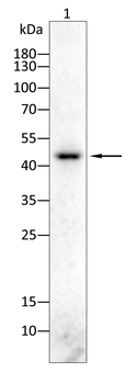 NPHS2 Antibody