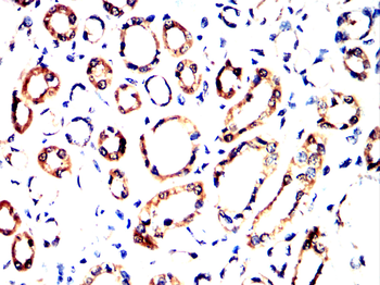 CDK4 Antibody