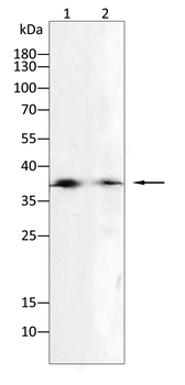 CDK4 Antibody