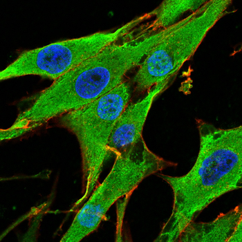 TRAF2 Antibody