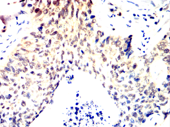 TRAF2 Antibody