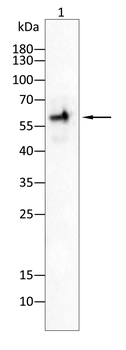 TRAF2 Antibody