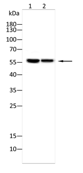 TRAF2 Antibody