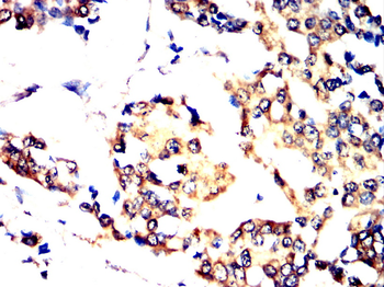 EFNB2 Antibody
