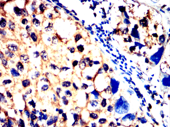 EFNB2 Antibody