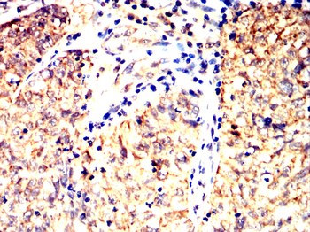 EFNB2 Antibody