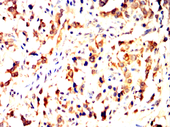 EFNB2 Antibody
