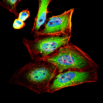 ITGAV Antibody