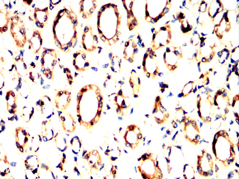 ITGAV Antibody
