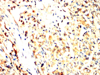 ITGAV Antibody