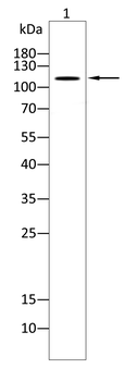 ITGAV Antibody