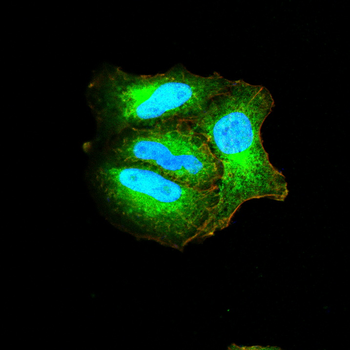 VIL1 Antibody