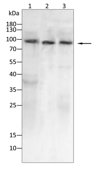 VIL1 Antibody
