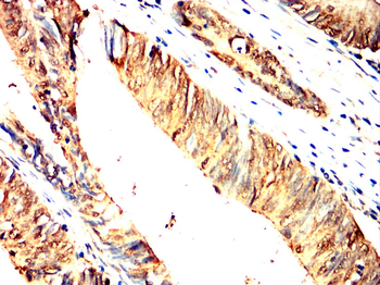 HSP90AA1 Antibody