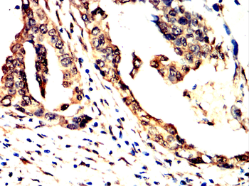 HSP90AA1 Antibody