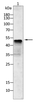 ARNT Antibody