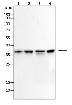 LDHB Antibody