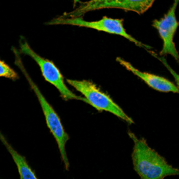 HAPLN1 Antibody