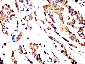 HAPLN1 Antibody
