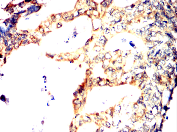 HAPLN1 Antibody