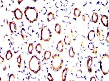 HAPLN1 Antibody