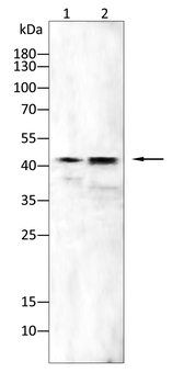 HAPLN1 Antibody