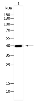 HAPLN1 Antibody