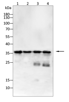 YBX1 Antibody