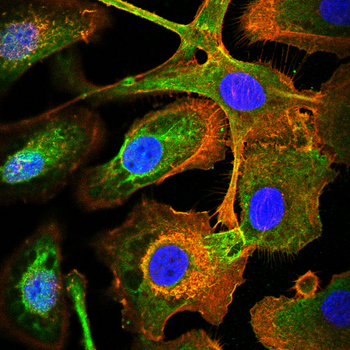 CD44 Antibody