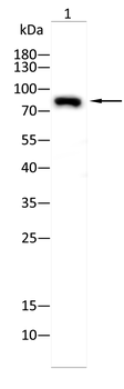 CD44 Antibody