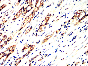 HSPH1 Antibody
