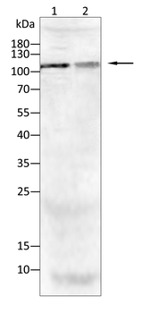 ULK1 Antibody