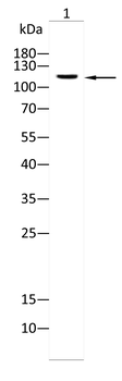 ULK1 Antibody