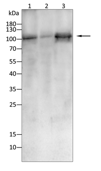 CALD1 Antibody