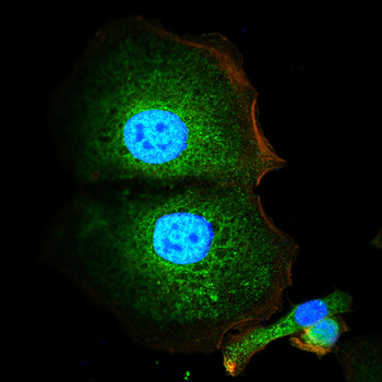 NR1H3 Antibody