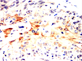 NR1H3 Antibody