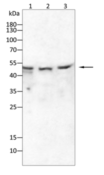 NR1H3 Antibody