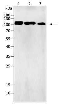 ATP2A2 Antibody
